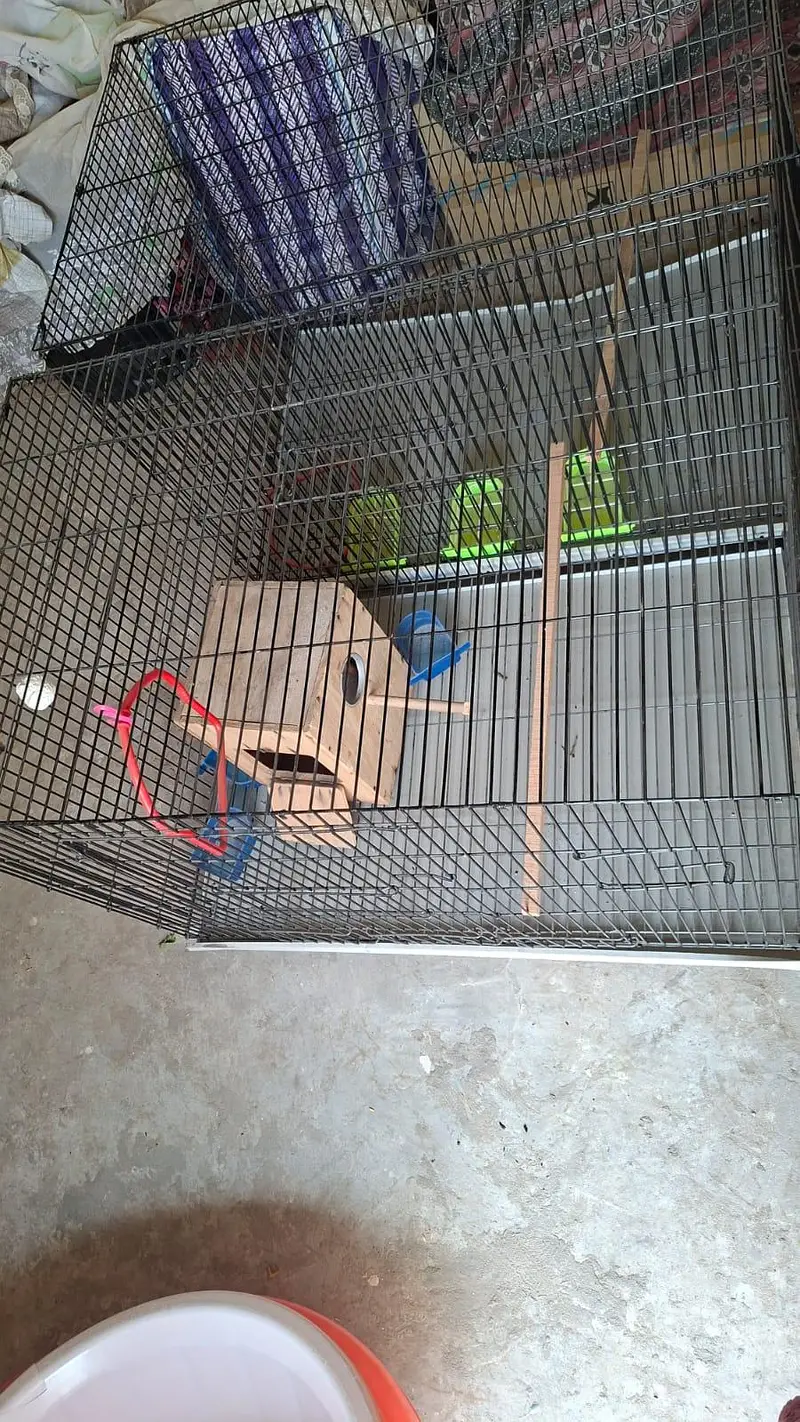 cage pinjaray — photo 2