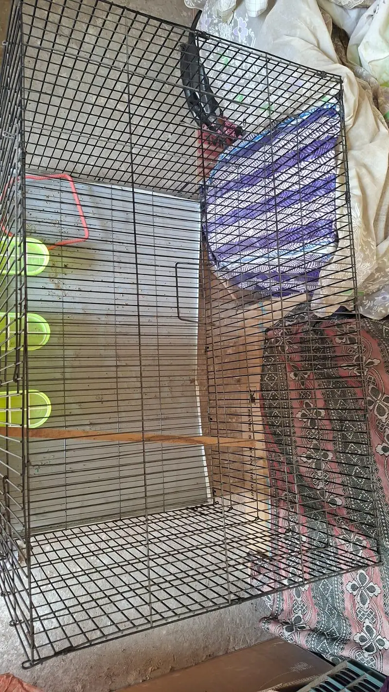 cage pinjaray — photo 3