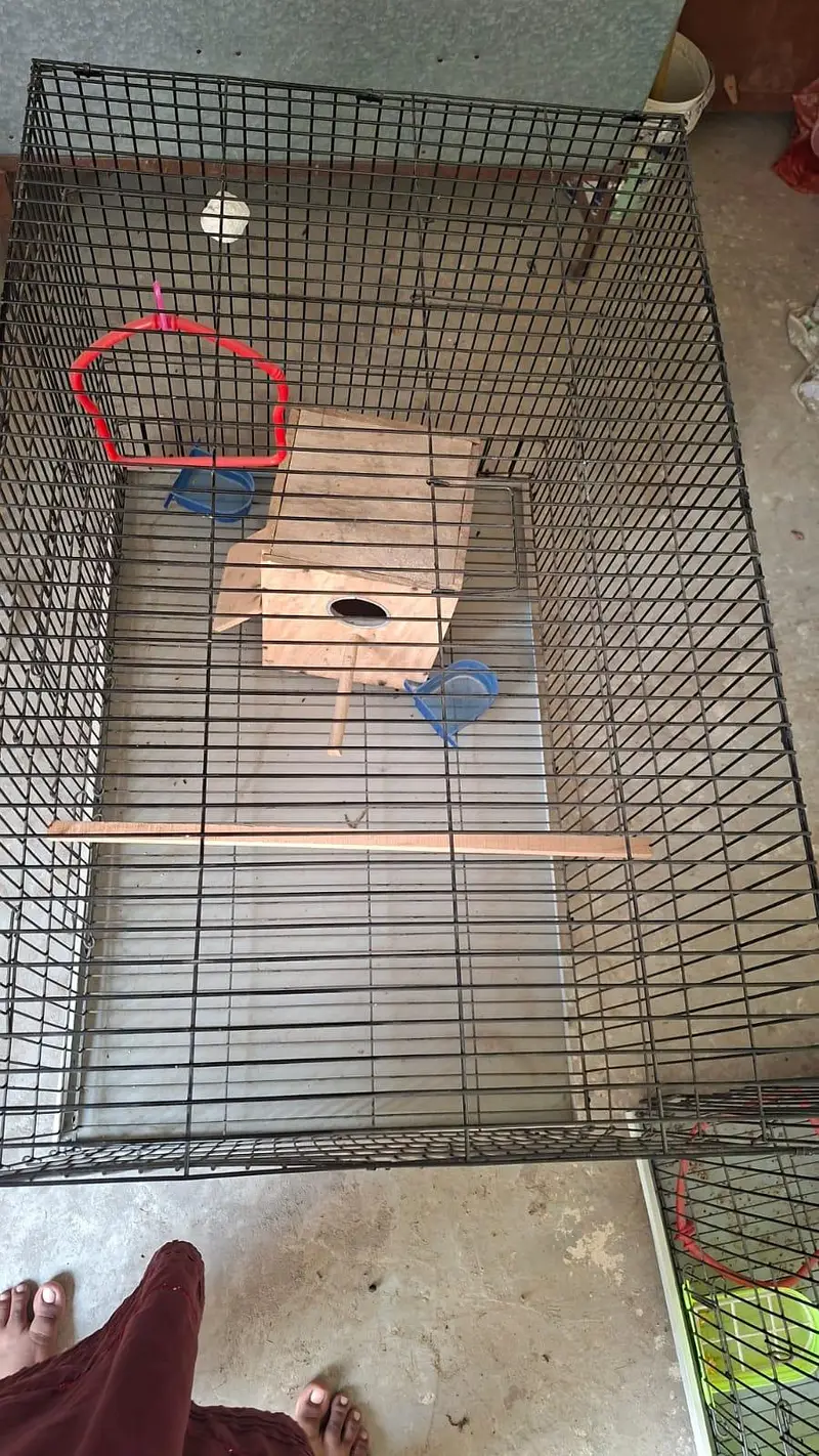 cage pinjaray — photo 4