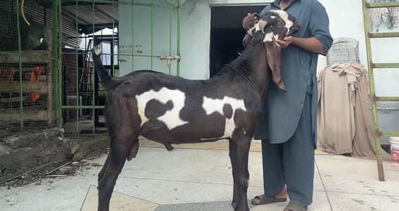 Amirtsari Breeder Bakra for sale