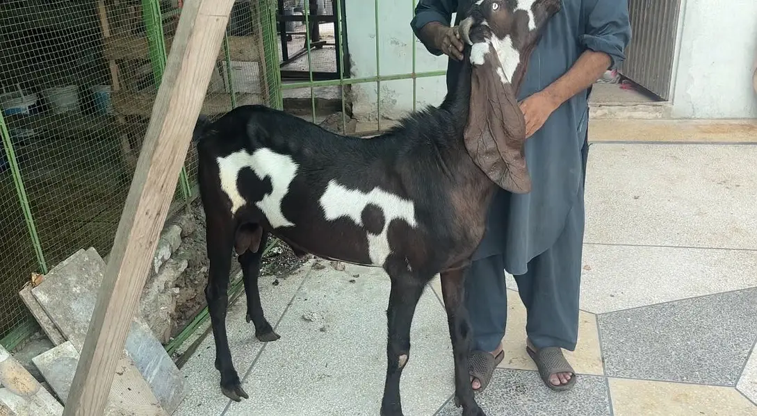 Amirtsari Breeder Bakra for sale — photo 8