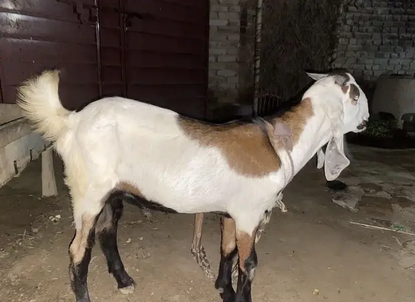 2 jori