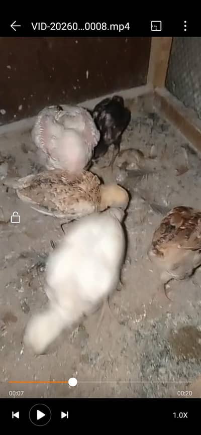 black chicks