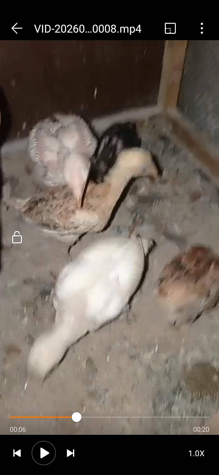 black chicks 1