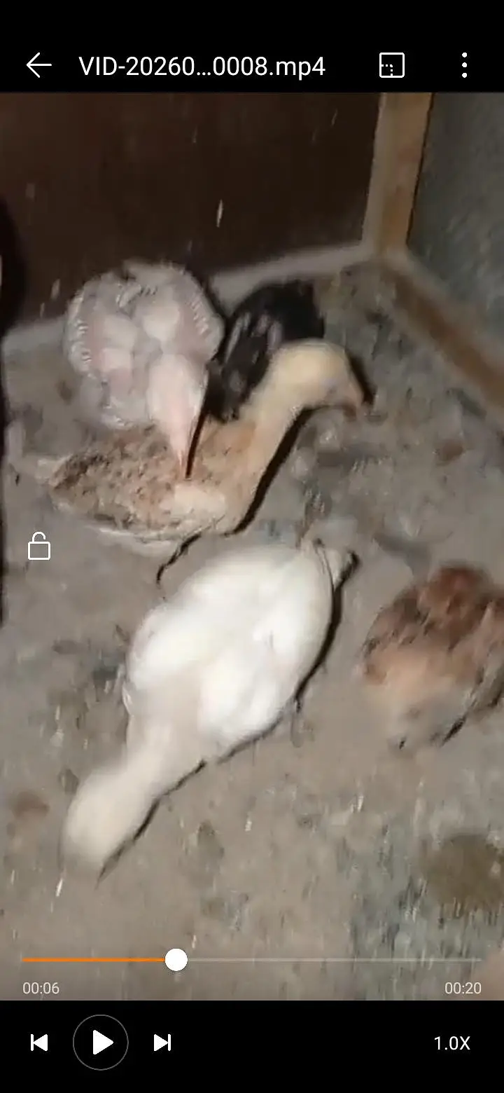 black chicks — photo 2
