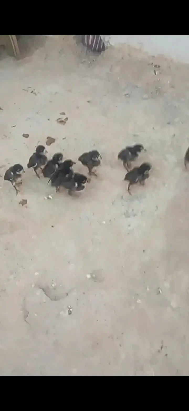 black chicks — photo 3