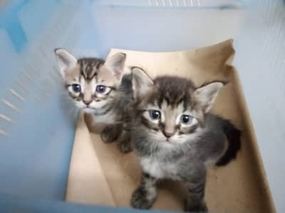 Kittens, read description first