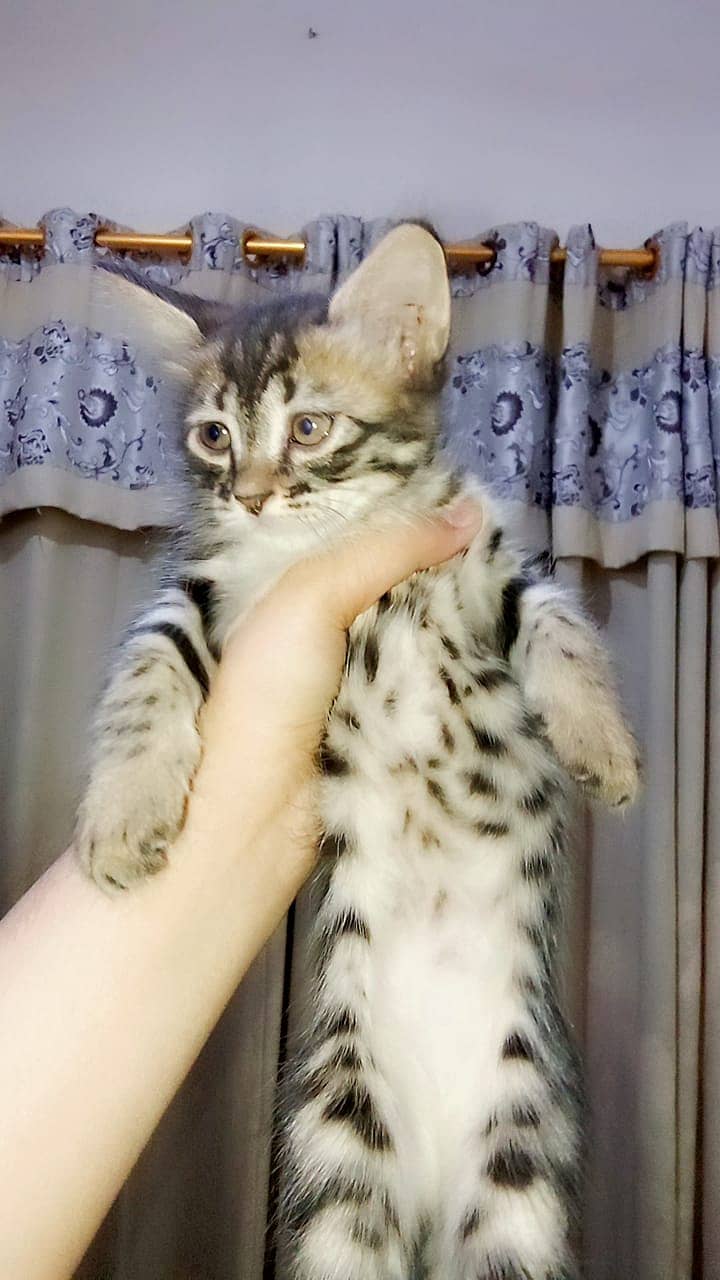 Kittens, read description first 2