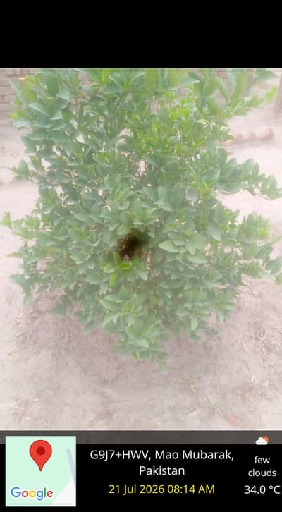 Aseel Amroha  5000