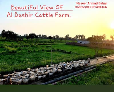 Cattle Farm Available For Rent or Sale