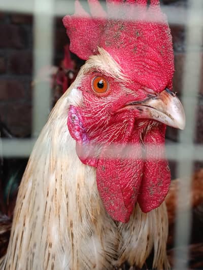 rosters and hens for sale