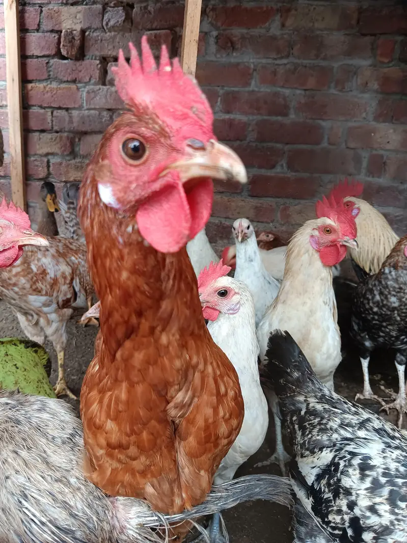 rosters and hens for sale — photo 2