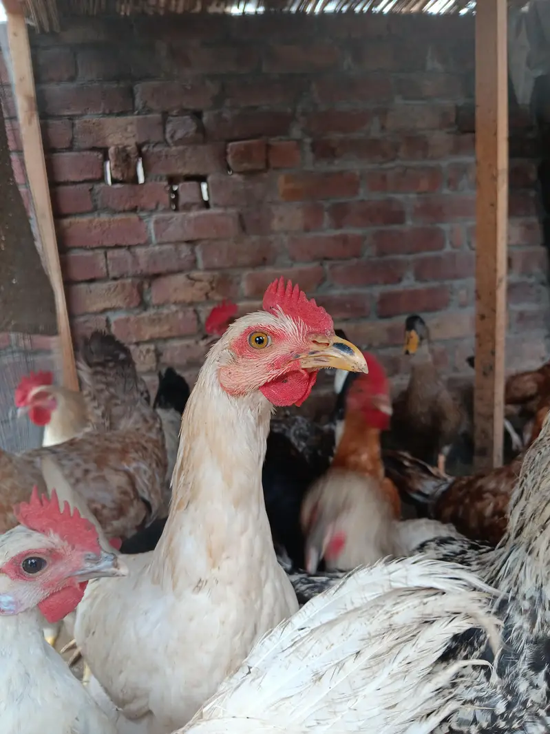 rosters and hens for sale — photo 3