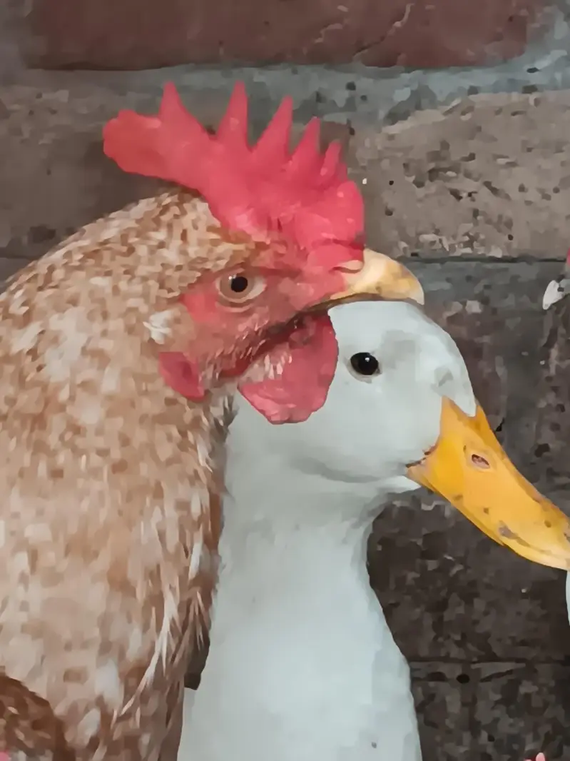 rosters and hens for sale — photo 4