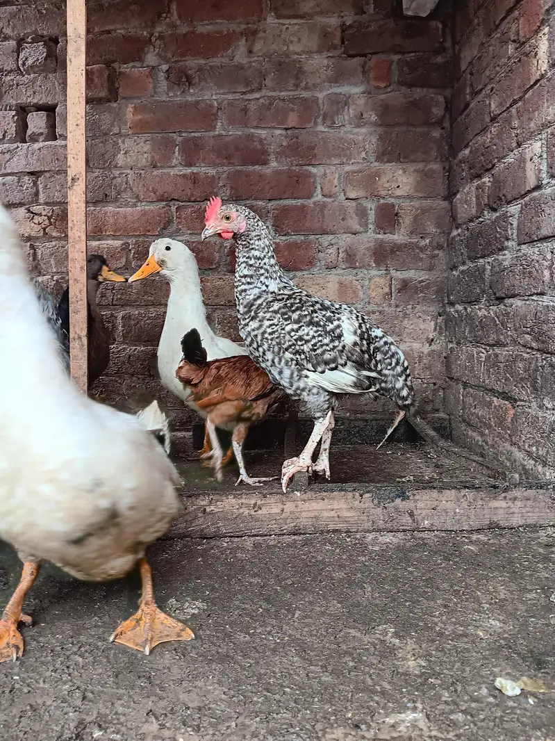 rosters and hens for sale — photo 5