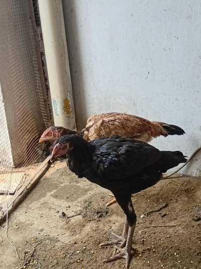 Thai Pathy female for sale.