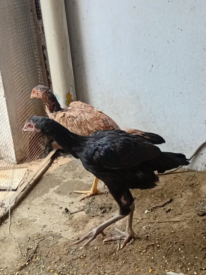 Thai Pathy female for sale. — photo 2