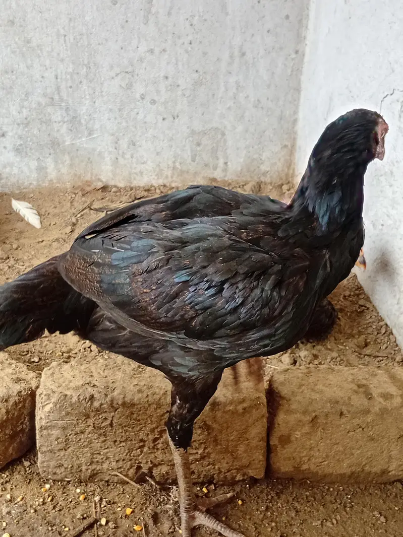 Thai Pathy female for sale. — photo 3