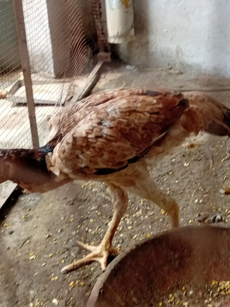 Thai Pathy female for sale. — photo 4