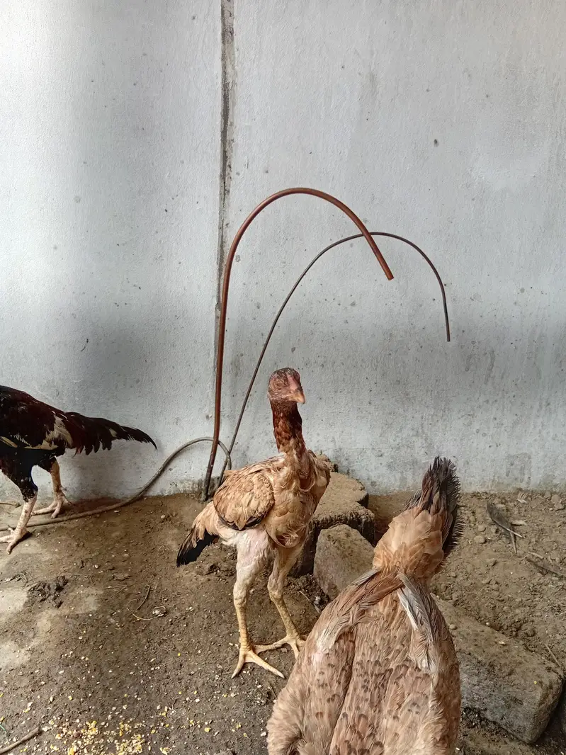 Thai Pathy female for sale. — photo 5