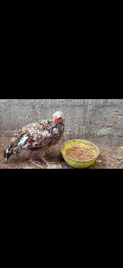 Aseel hens