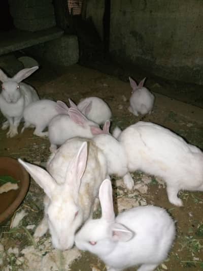 Rabbit 7 Babies and 4 females and 1 male for sale