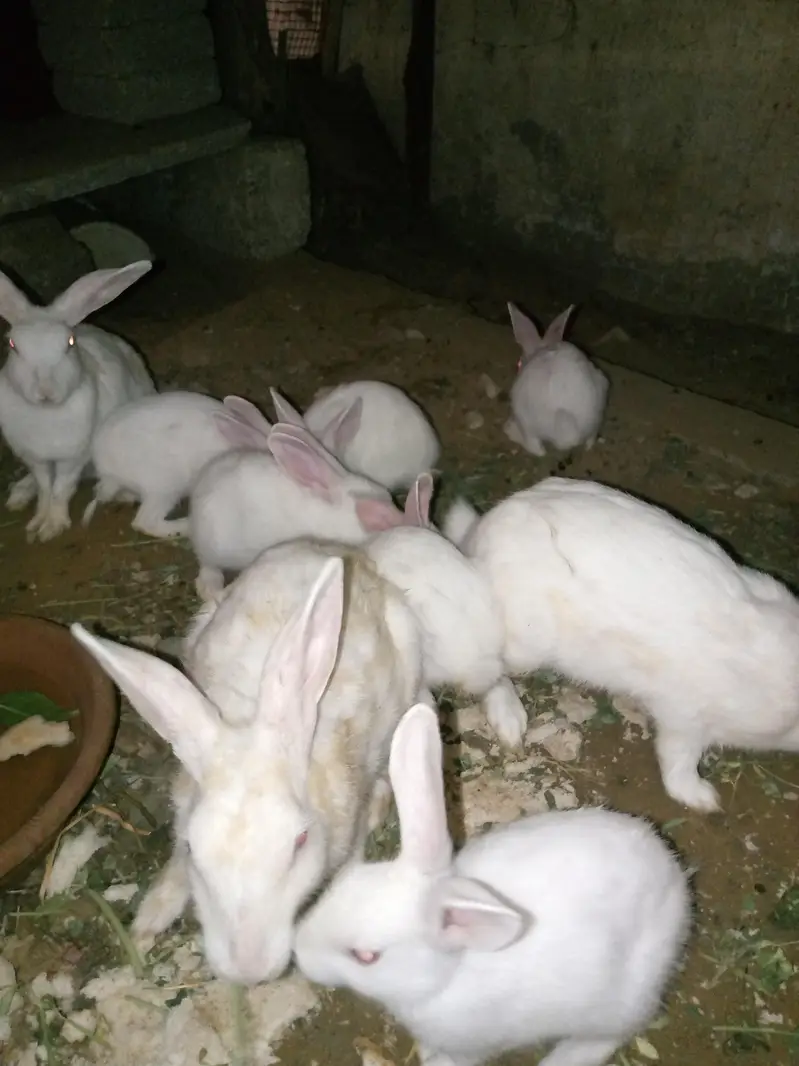 Rabbit 7 Babies and 4 females and 1 male for sale