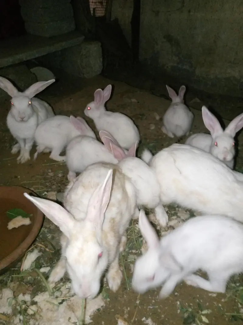 Rabbit 7 Babies and 4 females and 1 male for sale — photo 2
