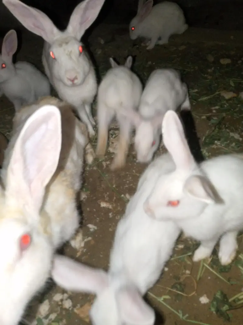 Rabbit 7 Babies and 4 females and 1 male for sale — photo 3