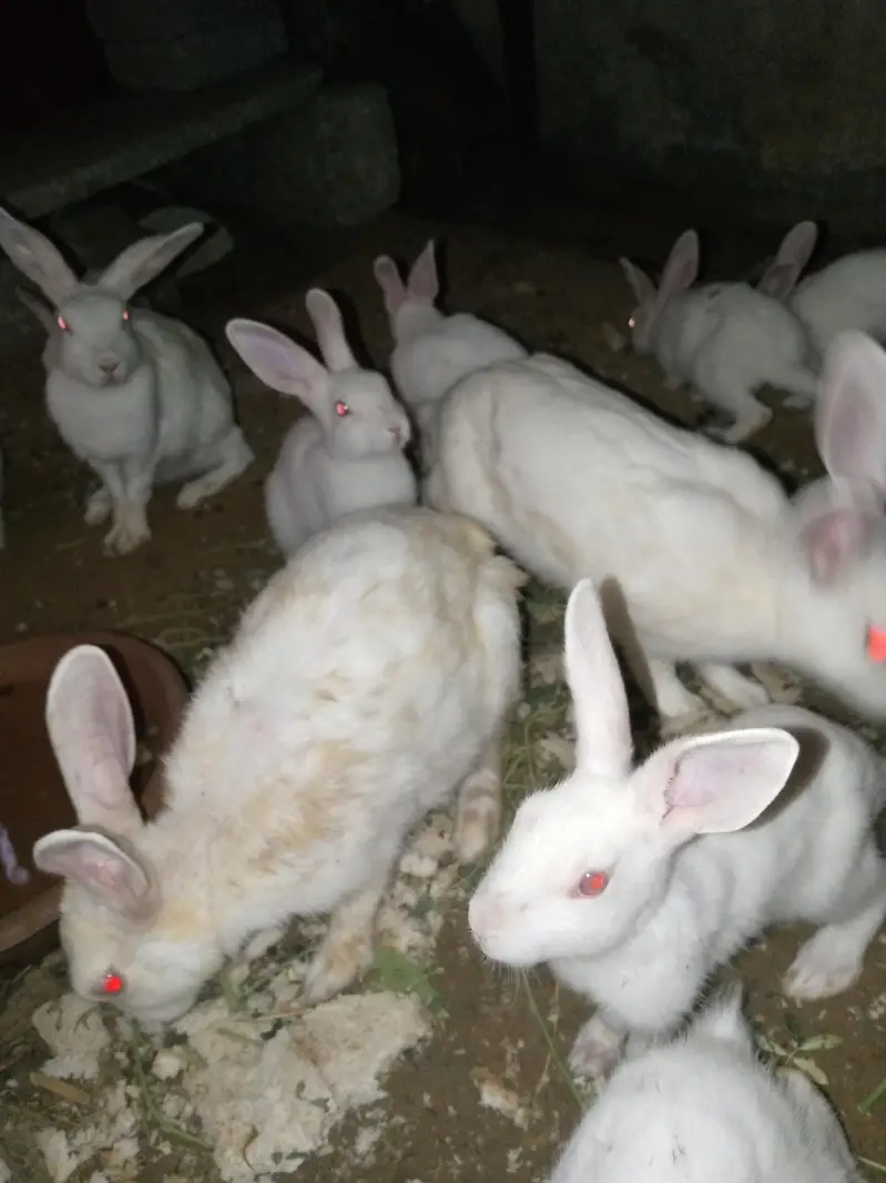 Rabbit 7 Babies and 4 females and 1 male for sale — photo 4