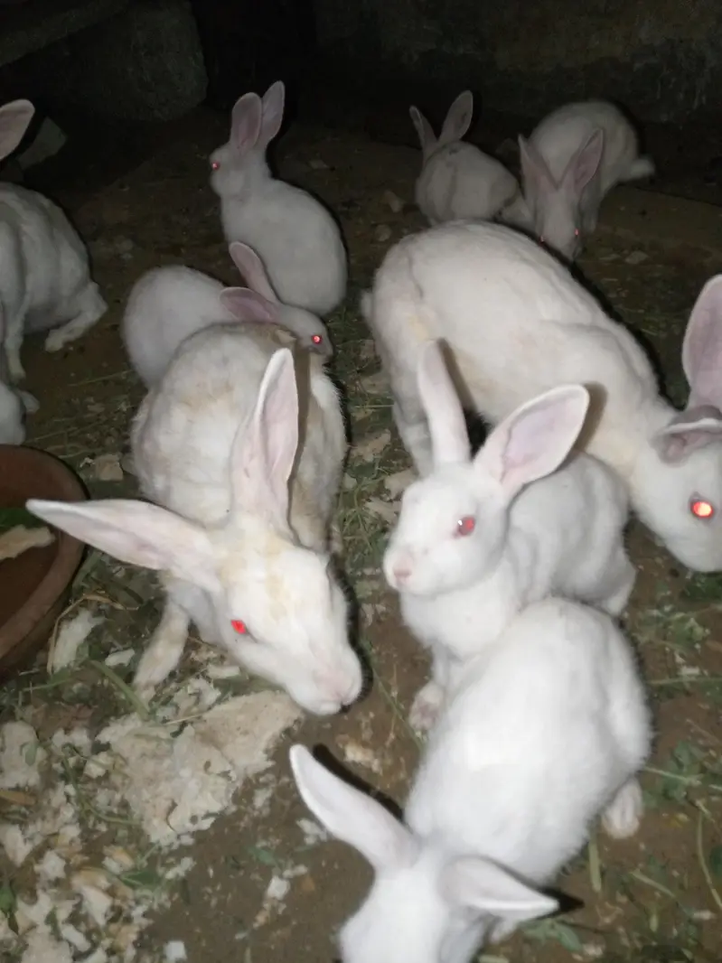 Rabbit 7 Babies and 4 females and 1 male for sale — photo 5
