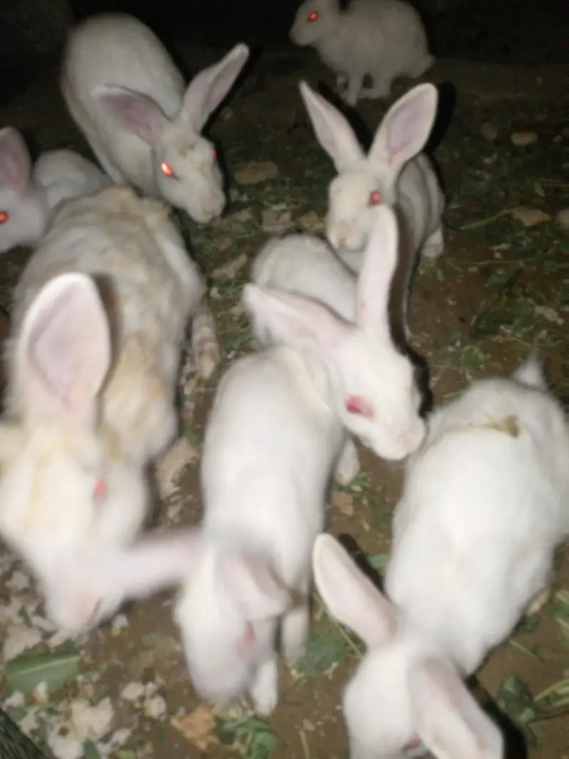 Rabbit 7 Babies and 4 females and 1 male for sale — photo 6