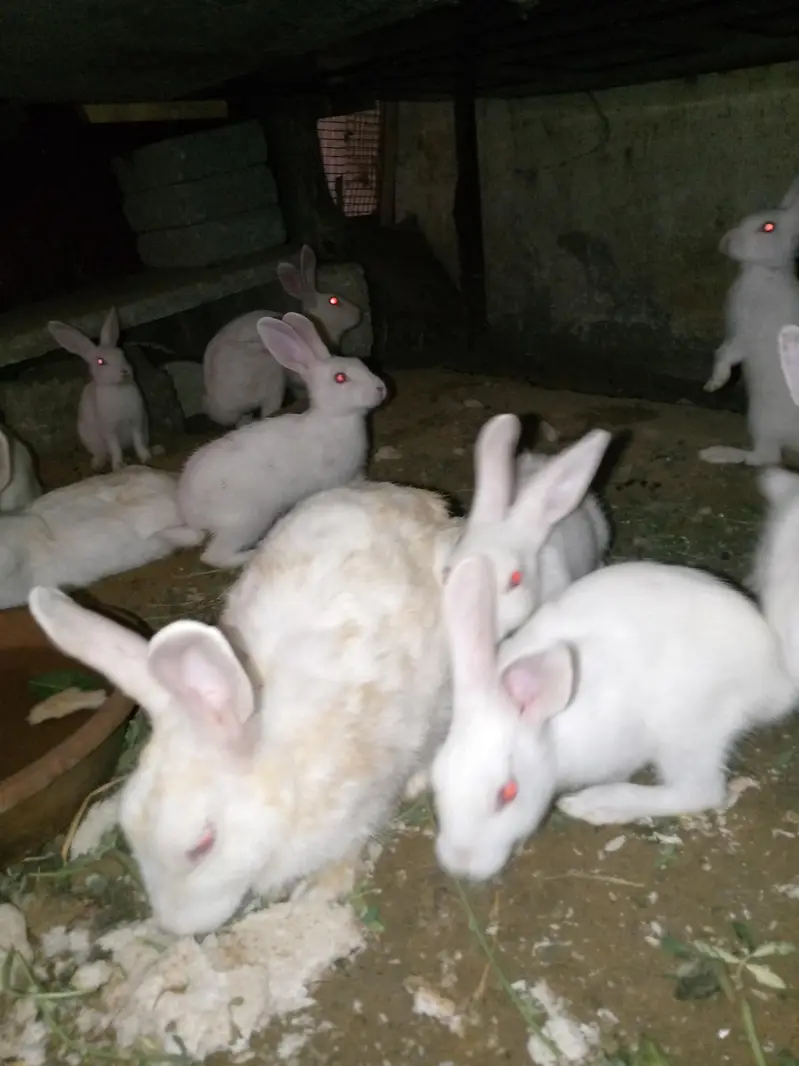 Rabbit 7 Babies and 4 females and 1 male for sale — photo 7