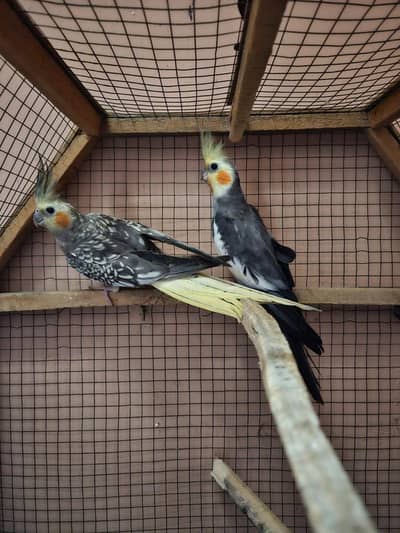 QUALITY BREEDER PAIR OF COCKTAIL PARROTS FOR SALE