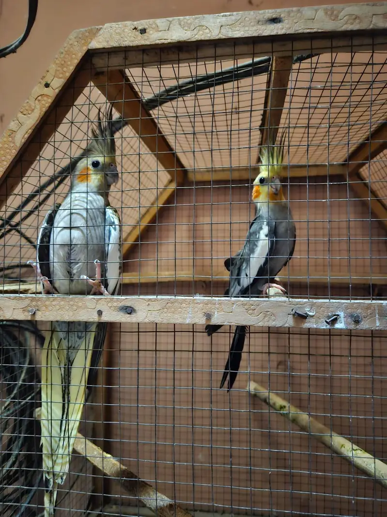 QUALITY BREEDER PAIR OF COCKTAIL PARROTS FOR SALE — photo 2