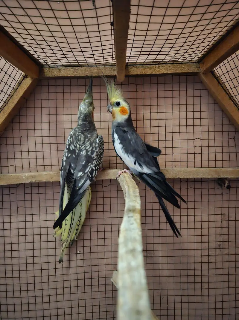 QUALITY BREEDER PAIR OF COCKTAIL PARROTS FOR SALE — photo 3