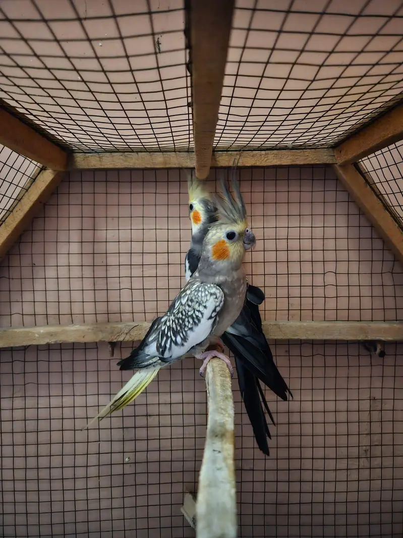 QUALITY BREEDER PAIR OF COCKTAIL PARROTS FOR SALE — photo 4