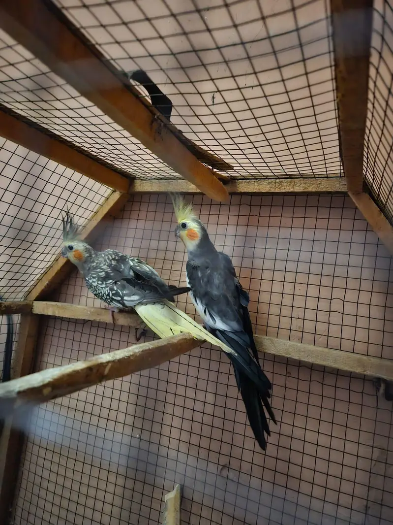 QUALITY BREEDER PAIR OF COCKTAIL PARROTS FOR SALE — photo 5
