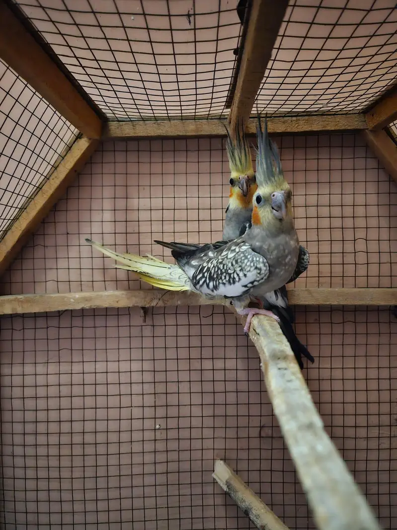 QUALITY BREEDER PAIR OF COCKTAIL PARROTS FOR SALE — photo 6