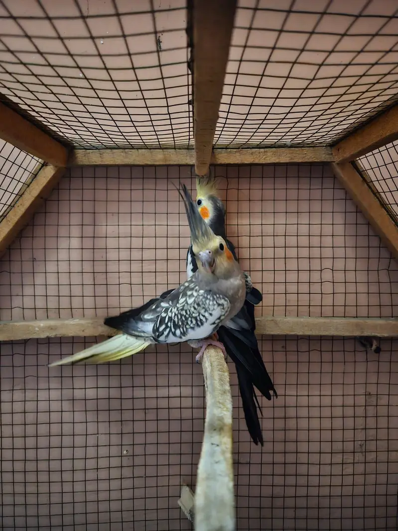 QUALITY BREEDER PAIR OF COCKTAIL PARROTS FOR SALE — photo 7