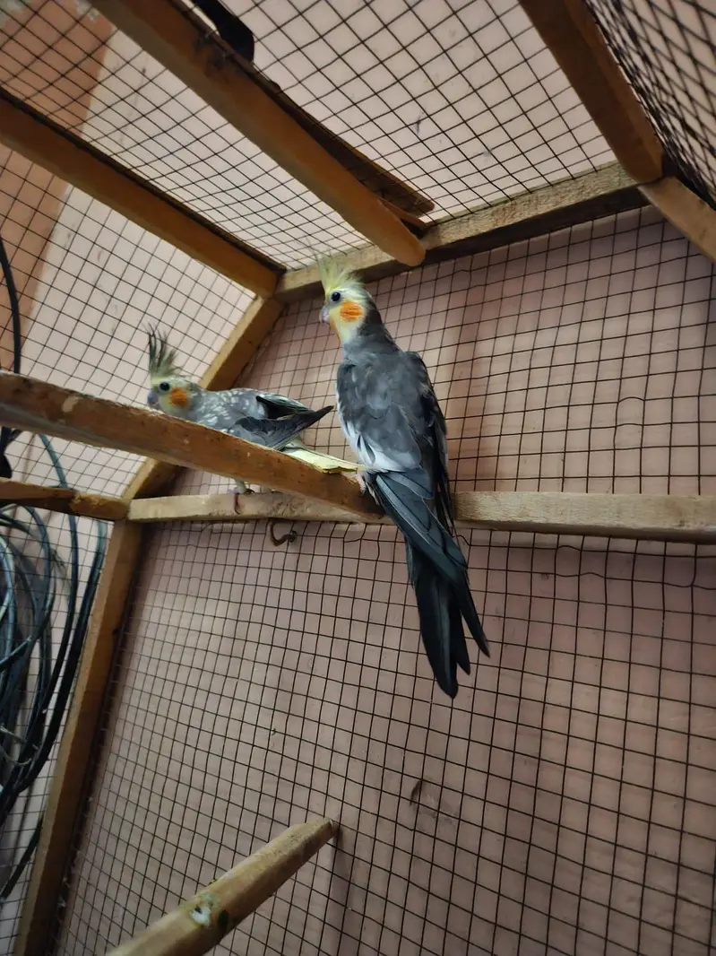 QUALITY BREEDER PAIR OF COCKTAIL PARROTS FOR SALE — photo 8