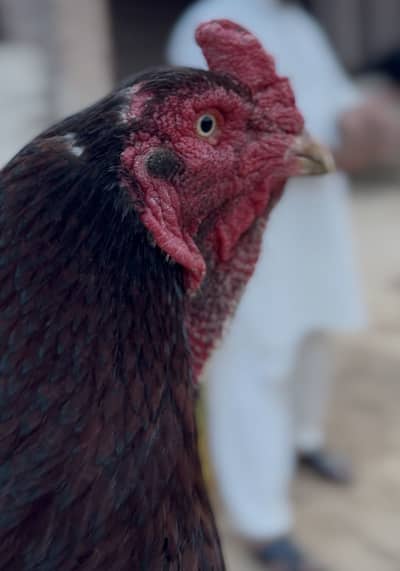 High-Quality Aseel Chicks (Mianwali x Amroha)