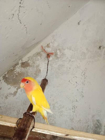 Beautiful red eyes love bird