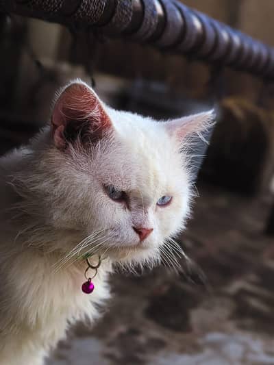 cat for sell