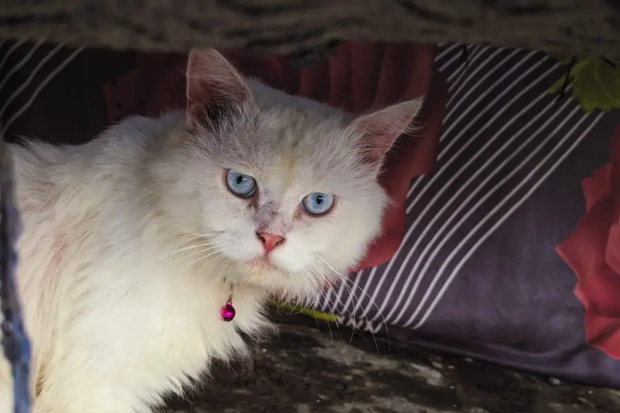 cat for sell — photo 2