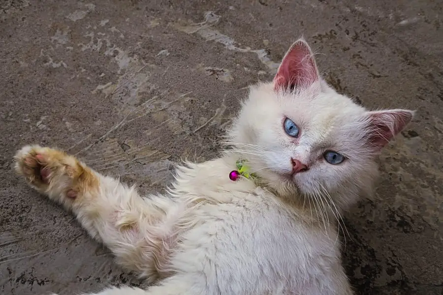 cat for sell — photo 3
