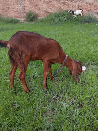 doodh wali bakri achi nasal ki ha