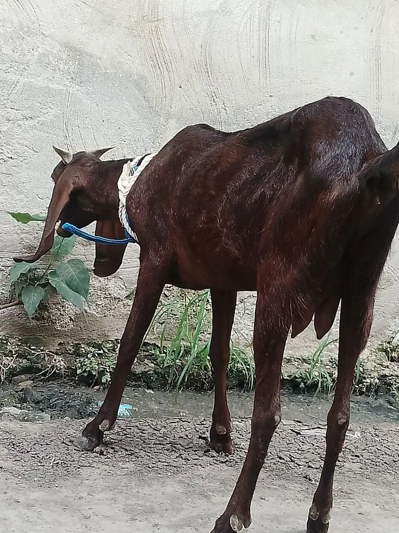 pregnet goat 3 month — photo 2
