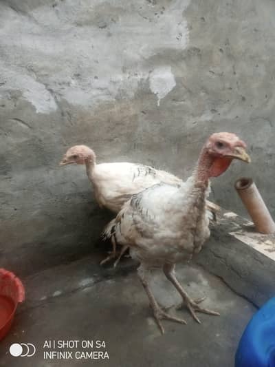 turkey birds