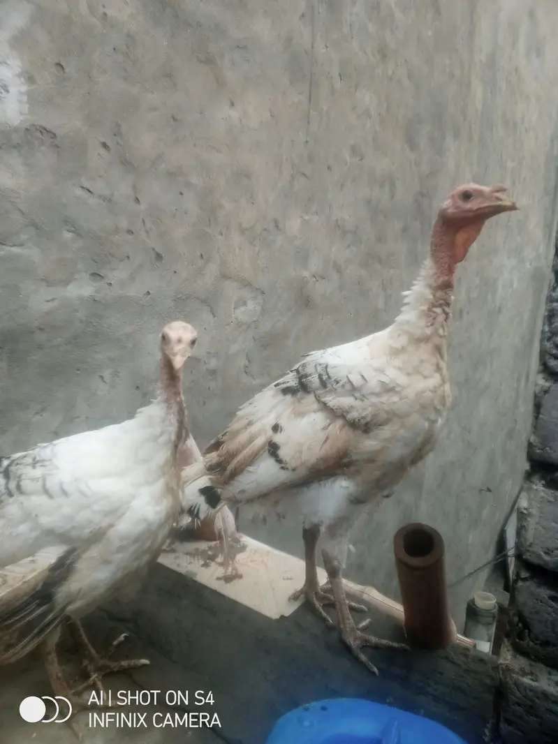 turkey birds 03008011255 — photo 2